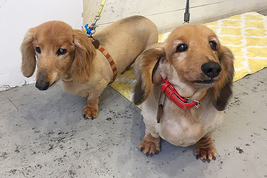 ハリーちゃんキングちゃんアイキャッチ