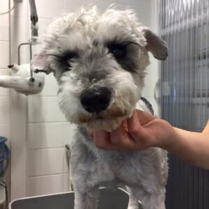 よろしくMシュナ