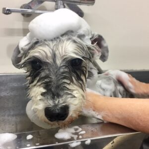 シャンプーMシュナ