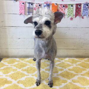 仕上がりMシュナ