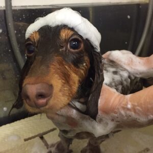 シャンプーダックス