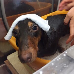 お風呂ダックス