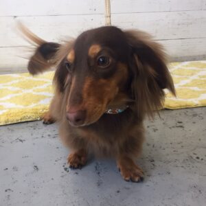 仕上がりダックス