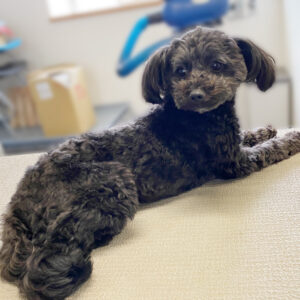 よろしくミックス