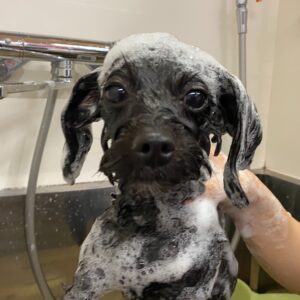 シャンプーミックス