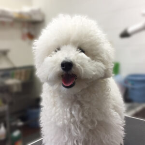 よろしくトイプー