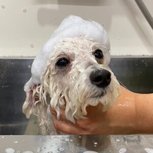 シャンプートイプー