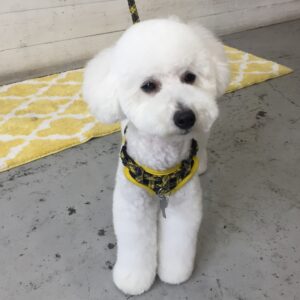 仕上がりトイプー