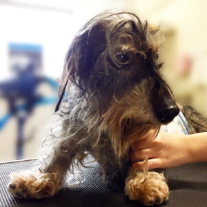 よろしくダックス