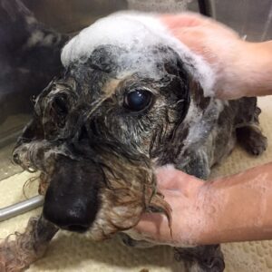 シャンプーダックス