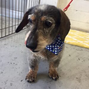 仕上がりダックス