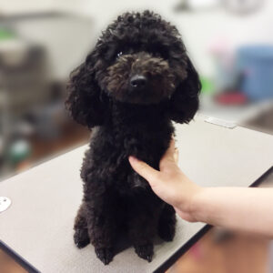 よろしくトイプー