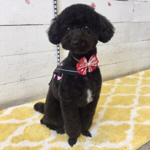 仕上がりトイプー