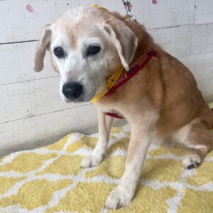 仕上がりミックス