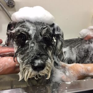 シャンプーMシュナ