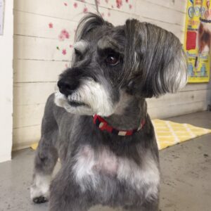 仕上がりMシュナ