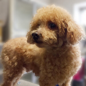 よろしくトイプー