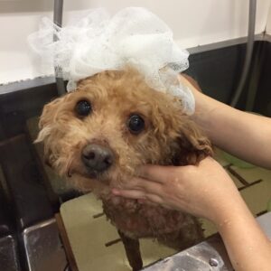 シャンプートイプー