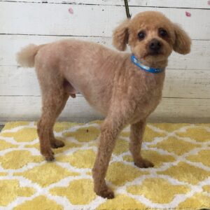 仕上がりトイプー