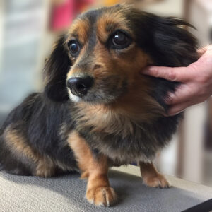 よろしくミックス