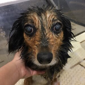 シャンプーミックス