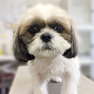 よろしくシーズー