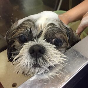 シャンプーシーズー