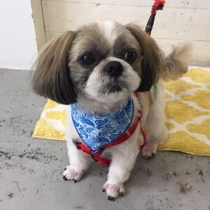 仕上がりシーズー