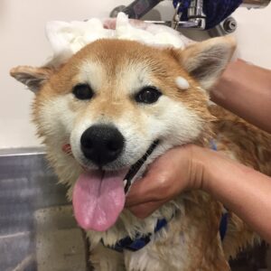 シャンプーしば