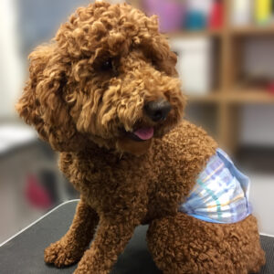 よろしくトイプー