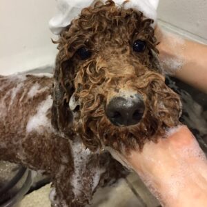 シャンプートイプー