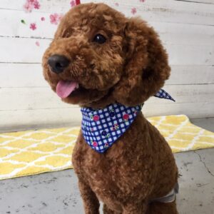 仕上がりトイプー