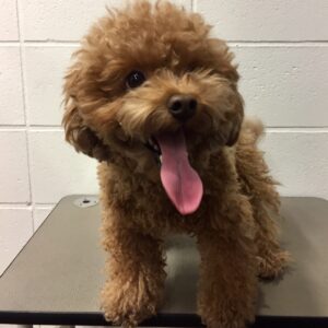 よろしくトイプー