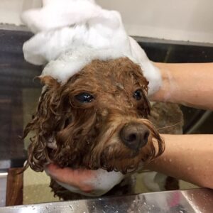 シャンプートイプー