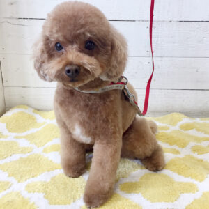 仕上がりトイプー