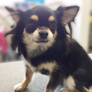 よろしくチワワ