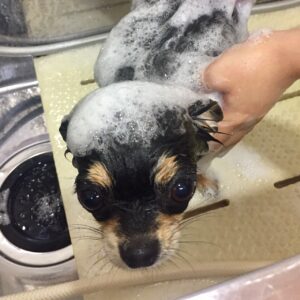 シャンプーチワワ