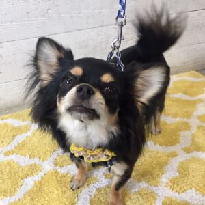 仕上がりチワワ