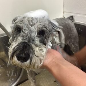 シャンプーMシュナ