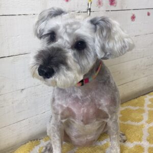 仕上がりMシュナ