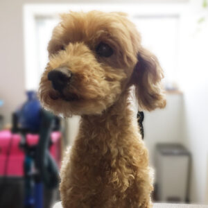 よろしくトイプー