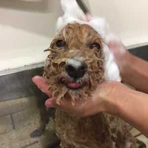 シャンプートイプー