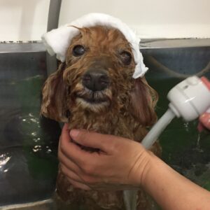 お風呂トイプー