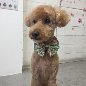 仕上がりトイプー