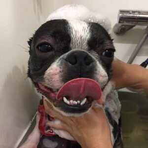 シャンプーボストン