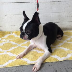 仕上がりボストン