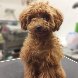 よろしくトイプー