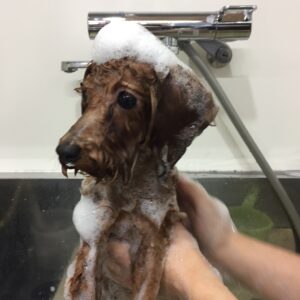 シャンプートイプー