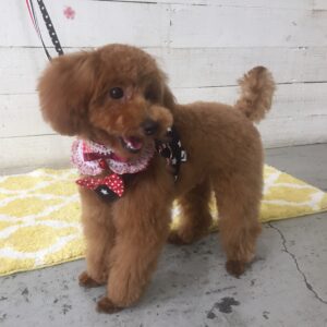 仕上がりトイプー