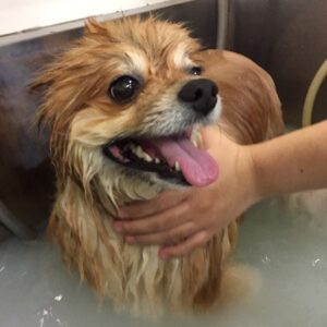 お風呂ポメ